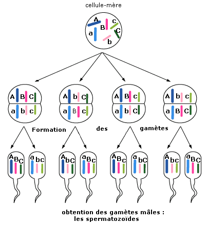 Création des spermatozoides par méiose.